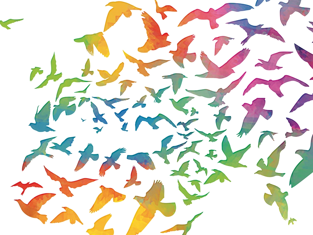 thy-kuslu-network-haritasi